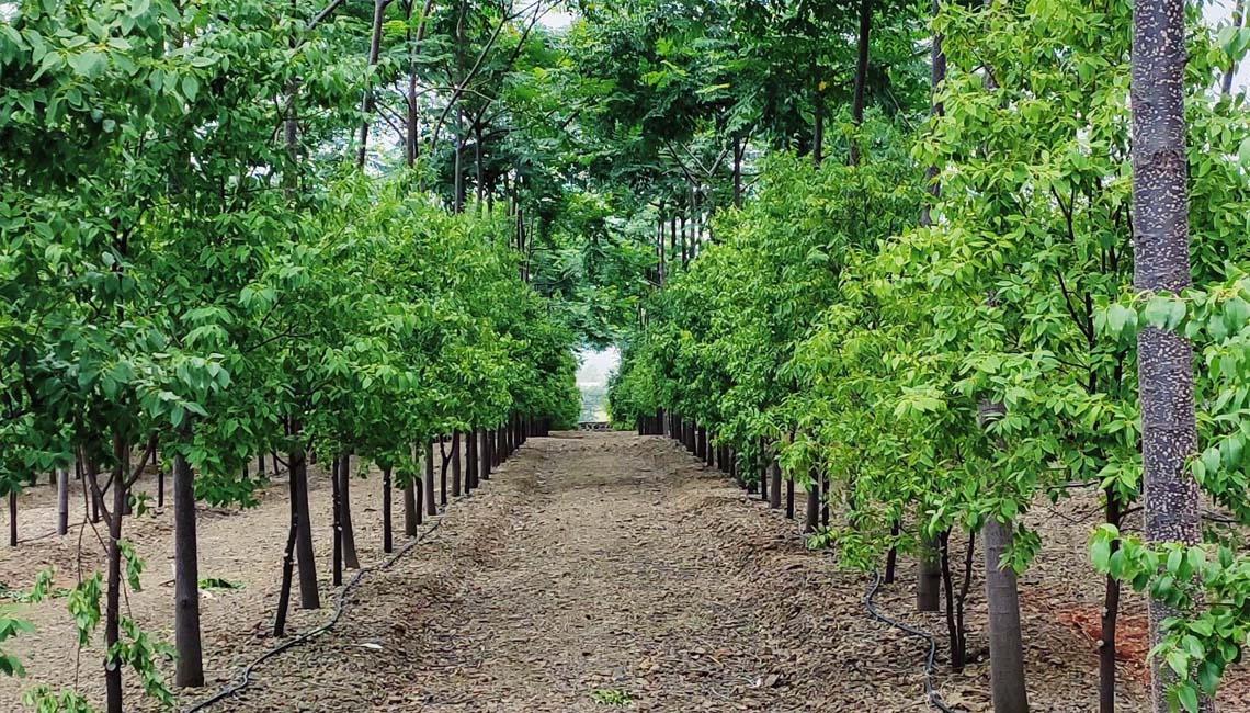 Sandalwood Farming